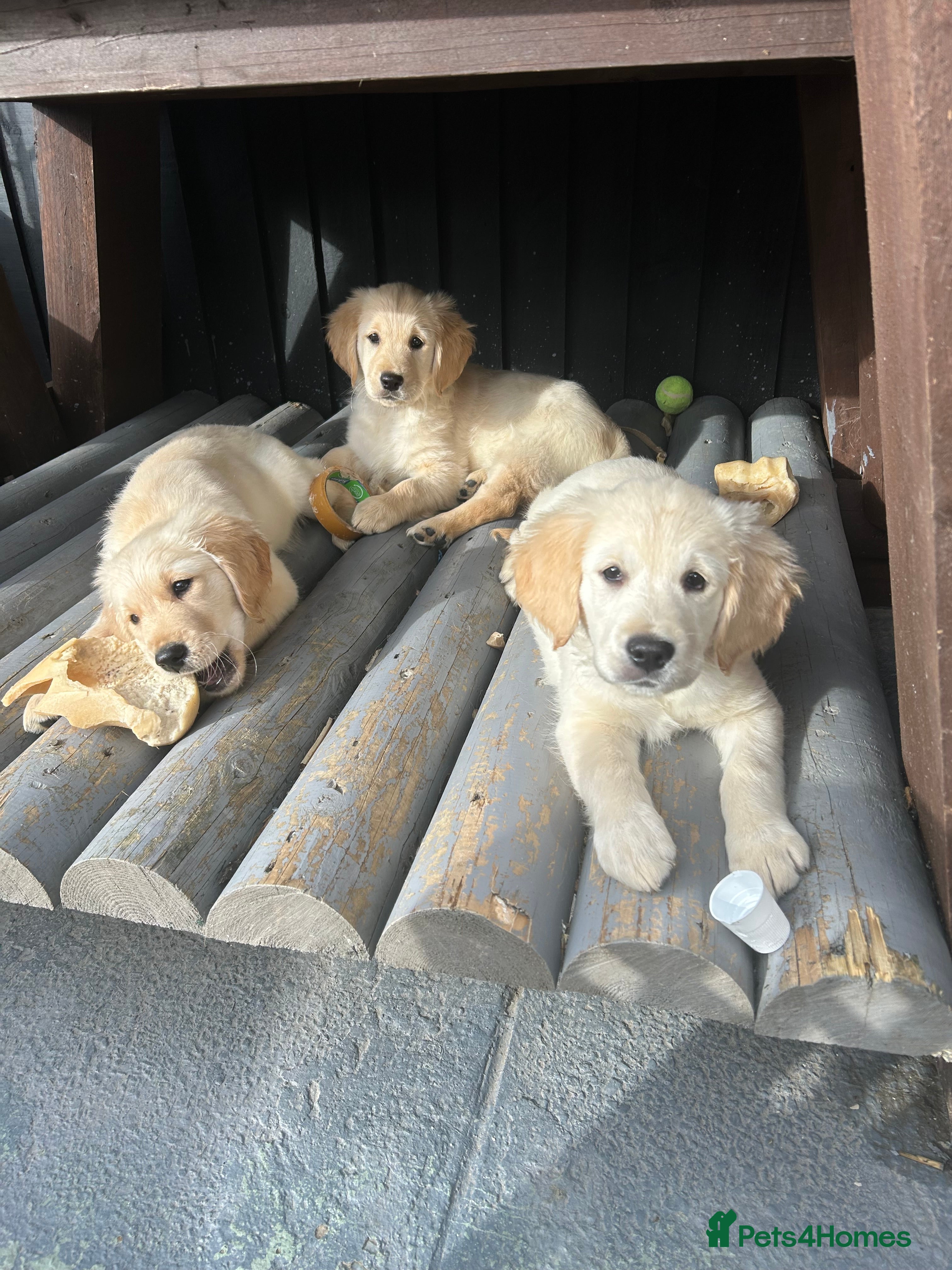 Golden Retriever dogs Only Mr Blue left. KC registered chunky boy.  - Advert 1