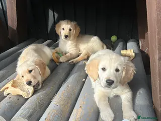 Golden Retriever dogs Only Mr Blue left. KC registered chunky boy. - Advert 6