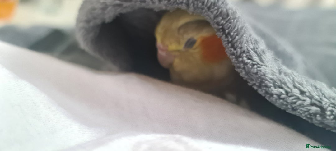 Cockatiels birds for sale: 2 beautiful birds (couple) - Image 4
