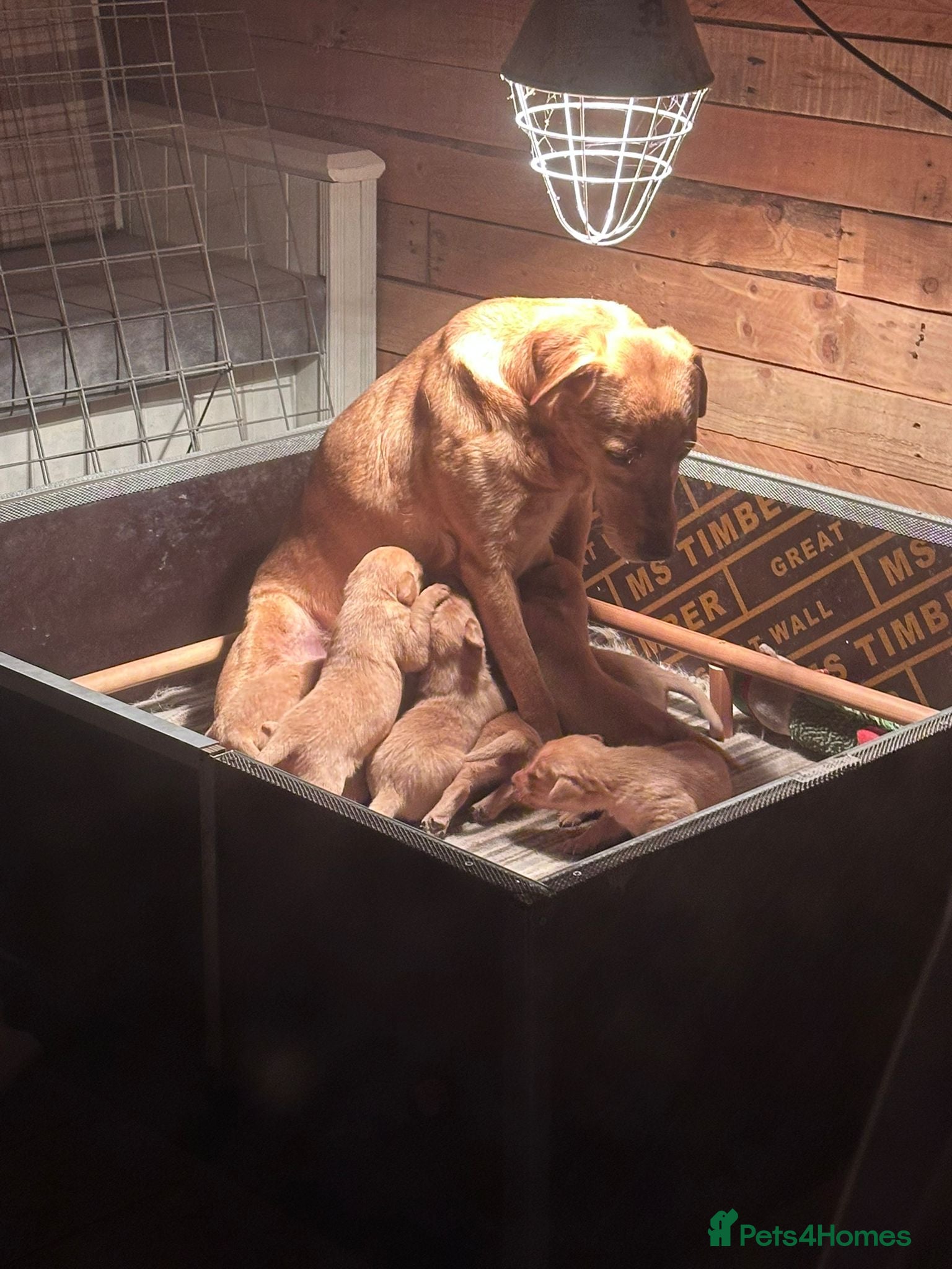 Labrador Retriever dogs for sale: Beautiful Labrador puppies - Advert 1