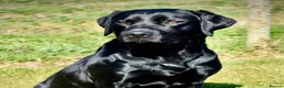 Labrador Retriever dogs for sale: Traditional Stocky Golden Labradors  - Advert 10