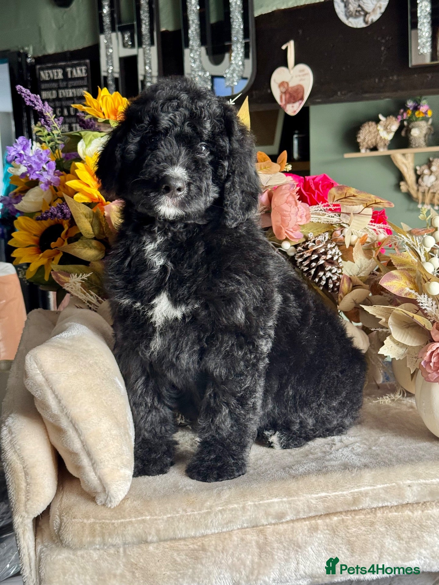 Bernedoodle dogs Boy available medium size bernedoodle puppies  - Advert 2