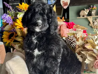 Bernedoodle dogs Boy available medium size bernedoodle puppies - Advert 2