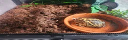 Frog reptiles for sale: Coffee Pacman Frog in Pathhead - Advert 2