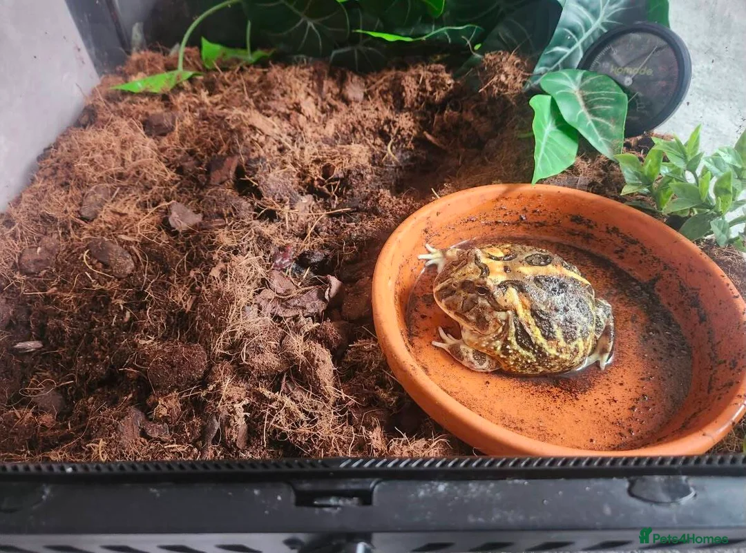 Frog reptiles for sale: Coffee Pacman Frog in Pathhead - Advert 2