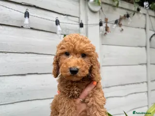 Cavapoo dogs 🐶 Gorgeous Red F1B Boy left 🐶 - Advert 17