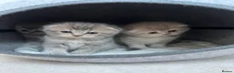 Scottish Fold cats for sale: Tica Scottish fold kittens - Advert 23