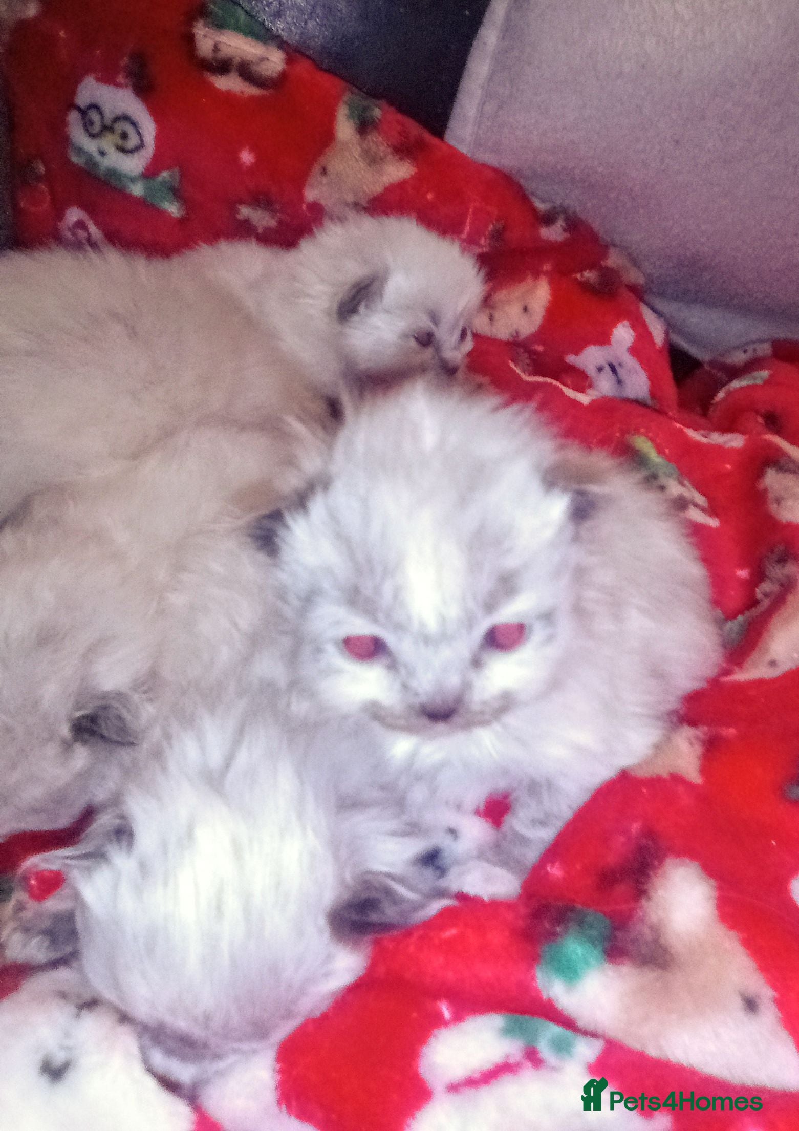 Ragdoll cats Pure Ragdoll kittens Stoke on Trent  - Advert 16