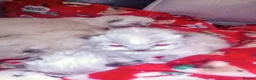 Ragdoll cats for sale: 😸😸Pure Ragdoll kittens😸😸 - Advert 8