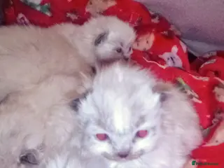 Ragdoll cats Pure Ragdoll kittens Stoke on Trent - Advert 16