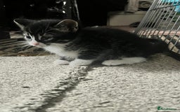 Bengal cats for sale: Half Bengal kittens 1 black majestic  - Advert 4