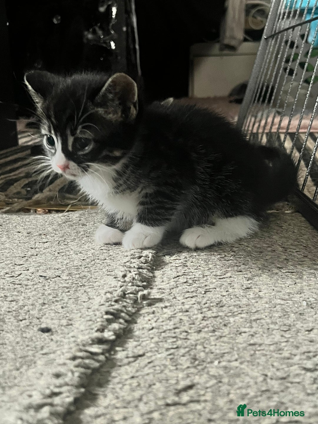 Bengal cats for sale: Half Bengal kittens 1 black majestic  - Advert 4