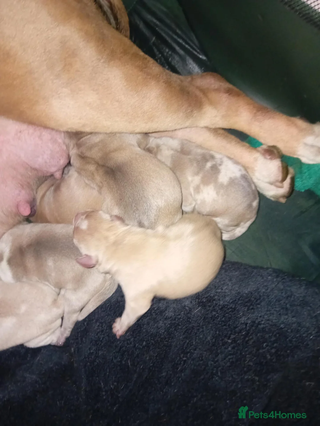 American Bully dogs for sale: Pocket bully pups in Manchester - Advert 2
