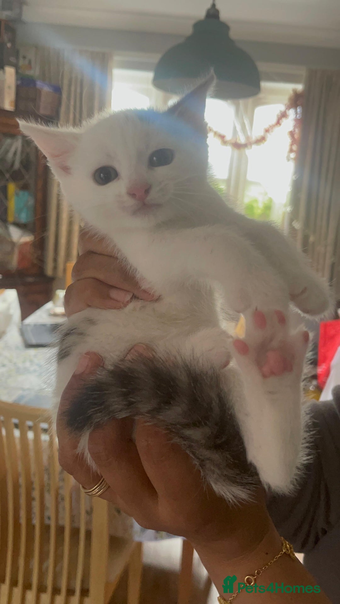 Mixed Breed cats for sale: Female kitten  - Image 2