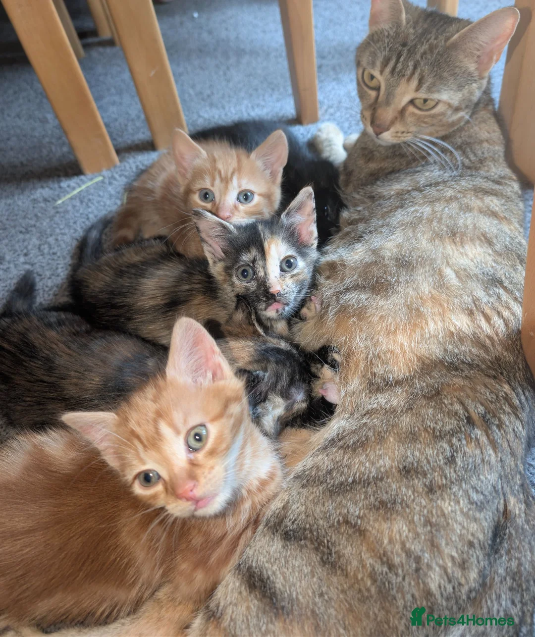 Mixed Breed cats for sale: 5 beautiful kittens in Newcastle upon Tyne - Advert 2