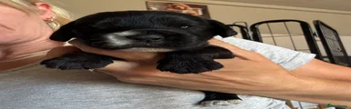Black Male 