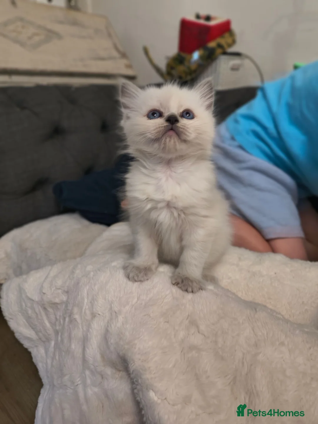 Ragdoll cats for sale: Gorgeous little of Ragdolls  - Advert 14