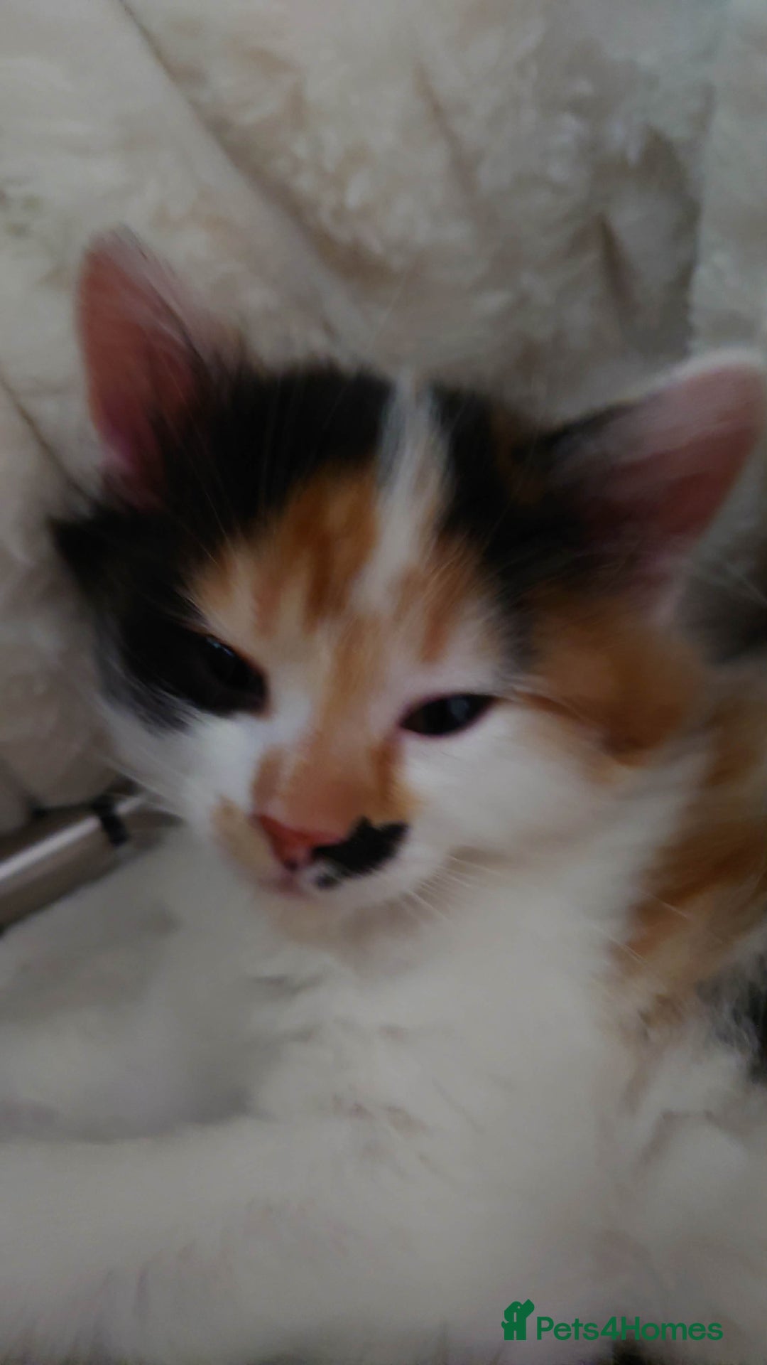 Mixed Breed cats for sale: 6 kittens ready for their new home  - Advert 6
