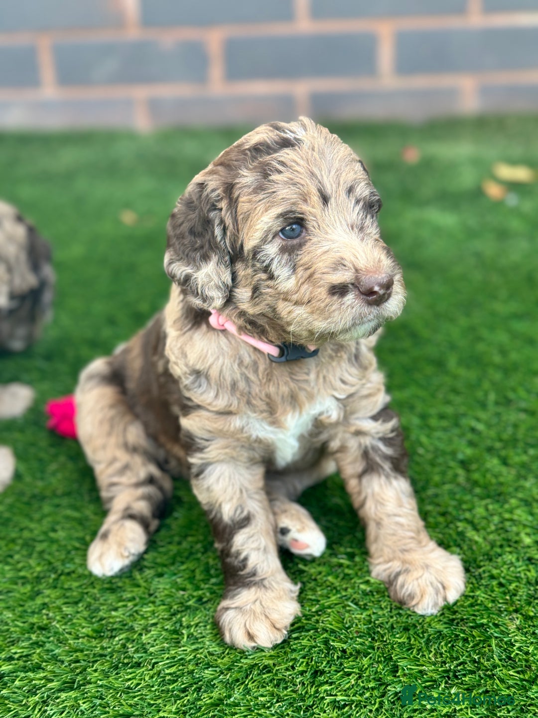 Australian Labradoodle dogs for sale: *waiting list* Australian labradoodles - Image 23