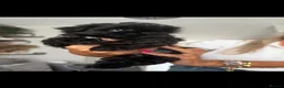 Shih Tzu dogs for sale: Shihtzus puppies in Sheffield - Advert 8
