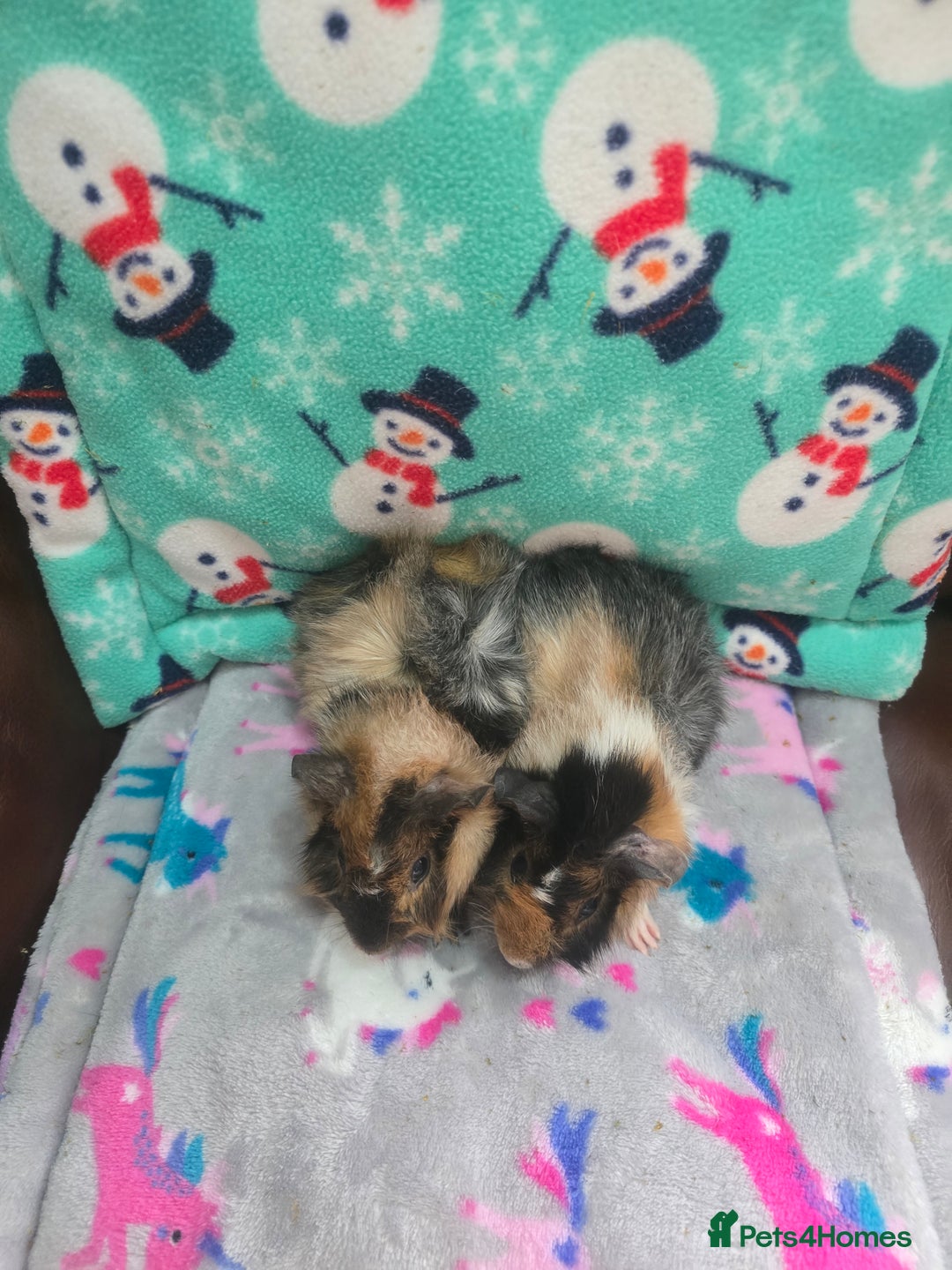 Guinea Pig rodents for sale: Funky Boars - Advert 3