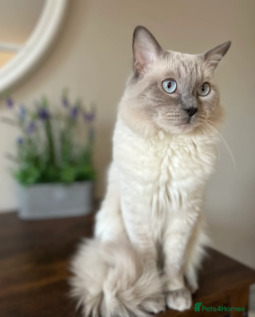 Ragdoll cats for stud: DNA TESTED🧬 Blue Point, Choc Carrier Ragdoll STUD - Advert 2