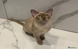 Burmese cats for sale: Exceptional Burmese Kittens  - Image 13