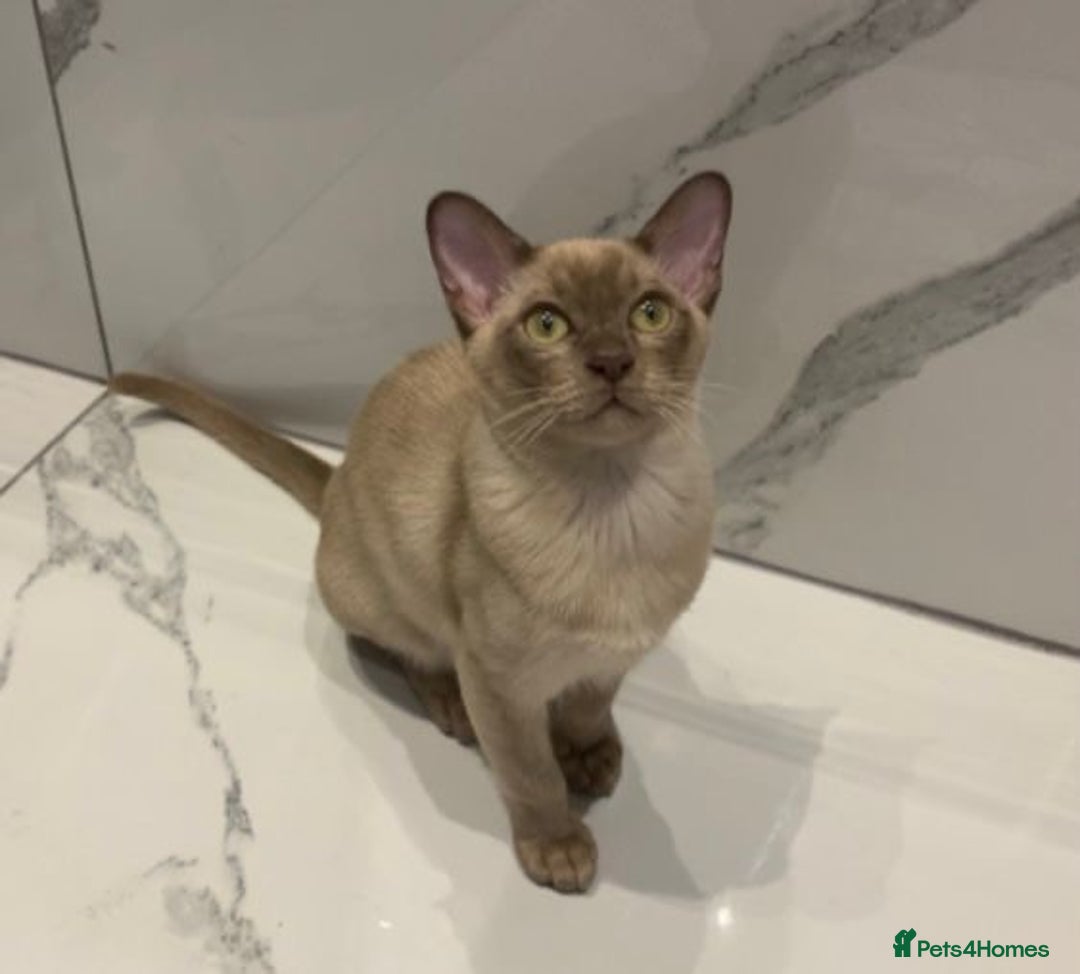 Burmese cats for sale: Exceptional Burmese Kittens  - Image 13