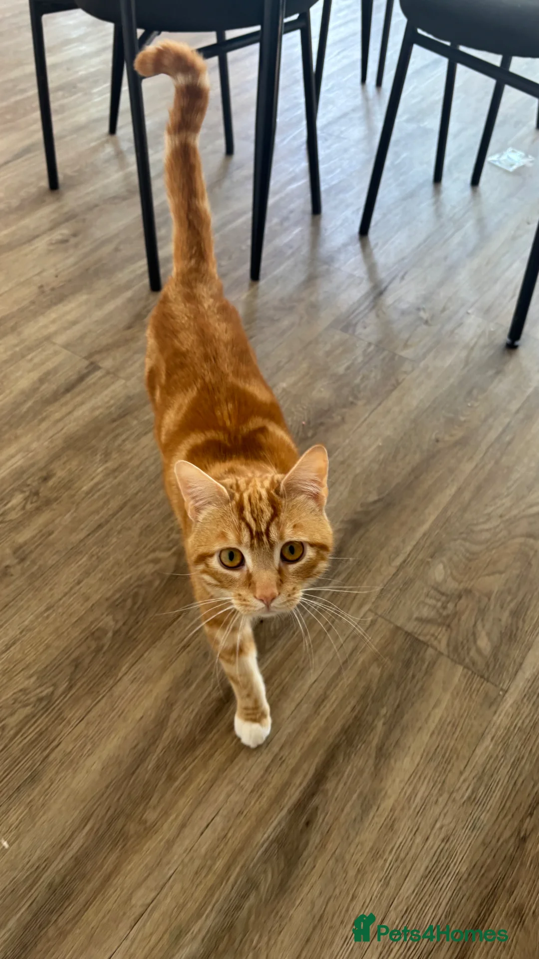 American Shorthair cats for sale: Rehoming our cat  in London - Advert 5