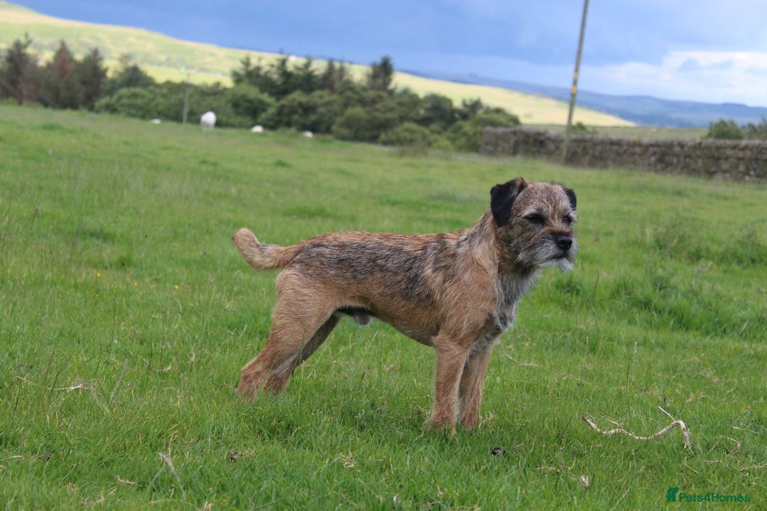 Border Terrier dogs for sale: Border Terrier Pups - KC registered - Image 6
