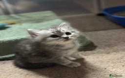 Mixed Breed cats for sale: Persian Chinchilla Cross kittens - Image 10
