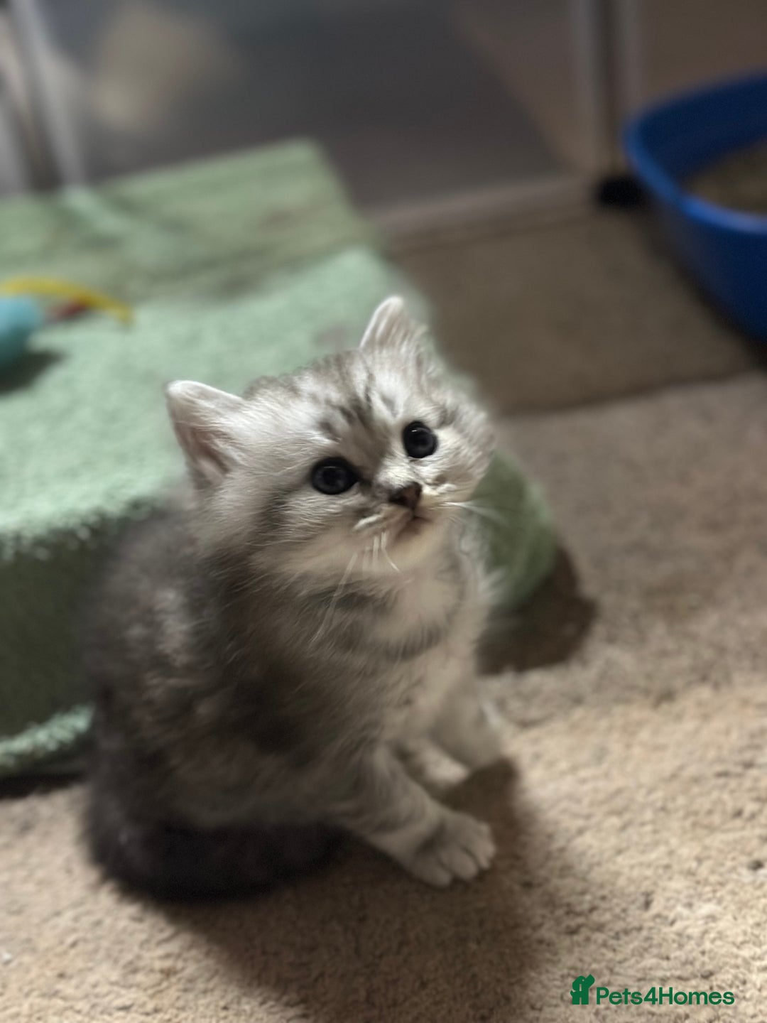 Mixed Breed cats for sale: Persian Chinchilla Cross kittens - Image 10