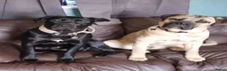 Cane Corso dogs for sale: Beautiful Purebred Cane corso puppies - Advert 8