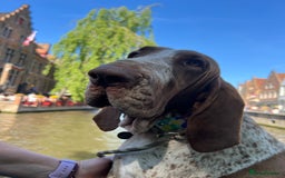 Bracco Italiano dogs for sale: Family raised Bracco Italiano puppies - Image 1