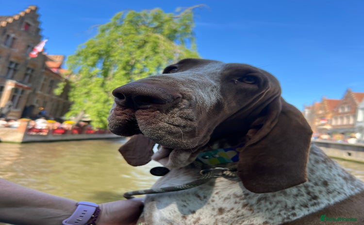 Bracco Italiano dogs - Advert 1