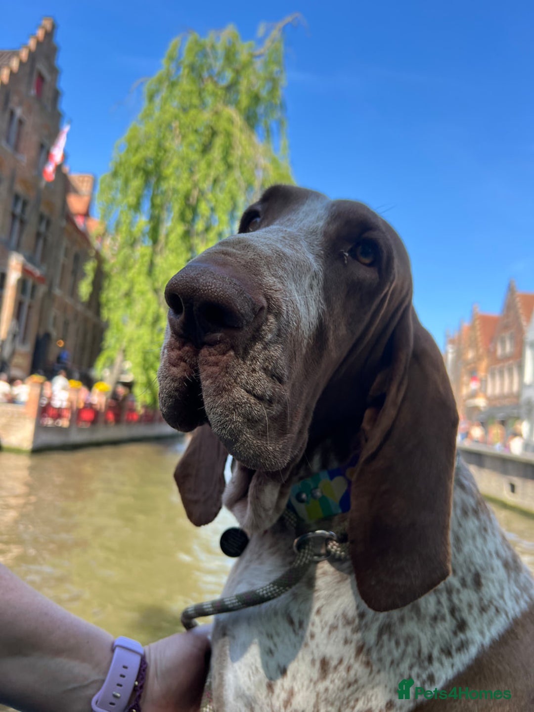 Bracco Italiano dogs for sale: Family raised Bracco Italiano puppies - Image 1