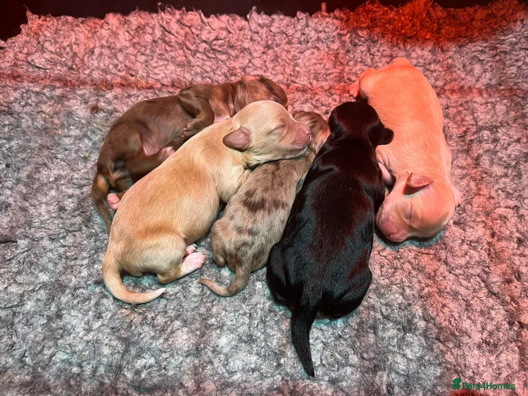 Miniature Poodle dogs for stud: Health Tested, Blue Merle Phantom Miniature Poodle in Middlesbrough - Advert 4