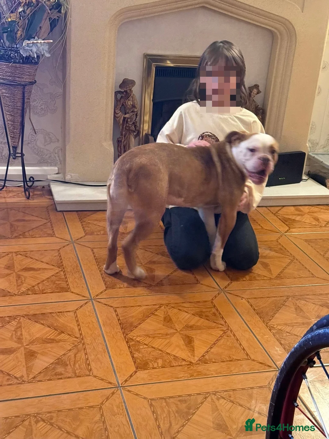 Old Tyme Bulldog dogs for sale: Beloved Old English Bulldog  - Advert 3