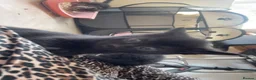 Mixed Breed cats for sale: Three black kittens  - Advert 14
