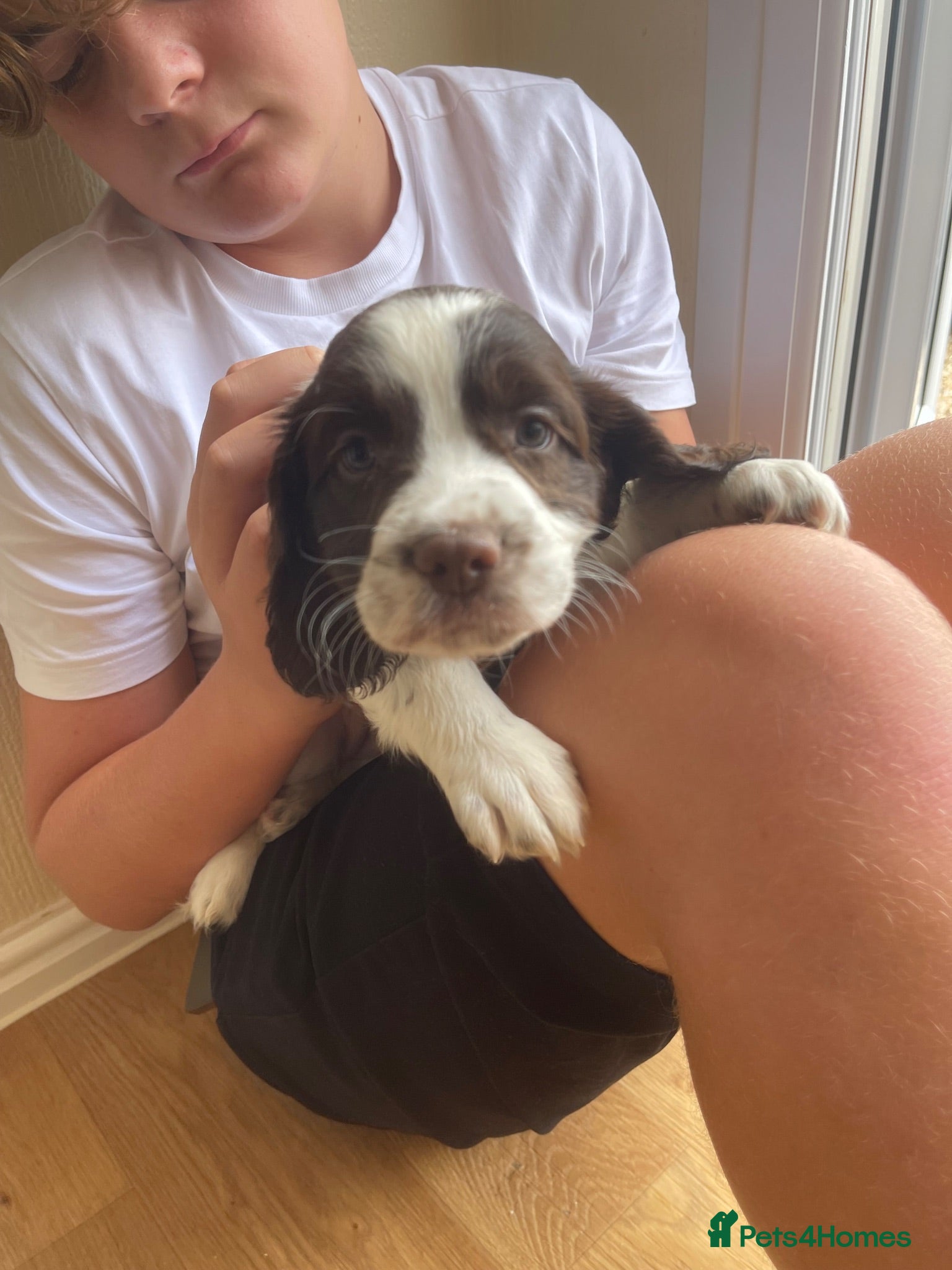 Mixed Breed dogs Cindy Lou’s beautiful puppies - Advert 2