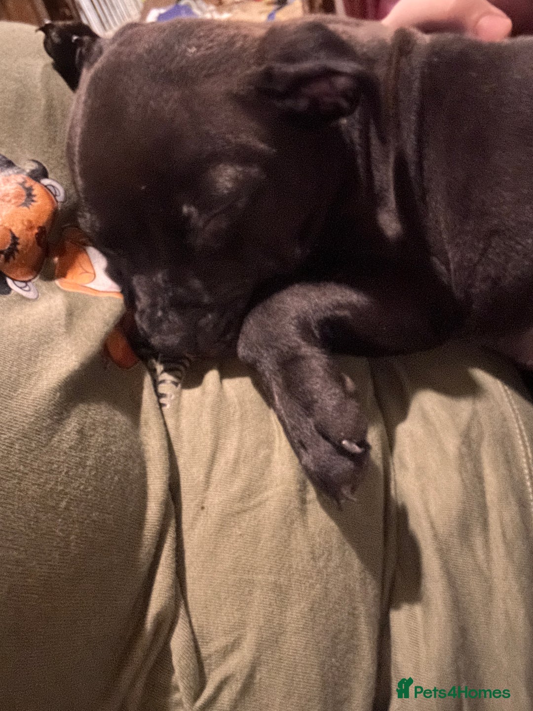 Staffordshire Bull Terrier dogs for sale: GORGEOUS STAFFY PUPPES 8WeeK. - Image 2