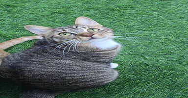 Mixed Breed cats - Advert 2