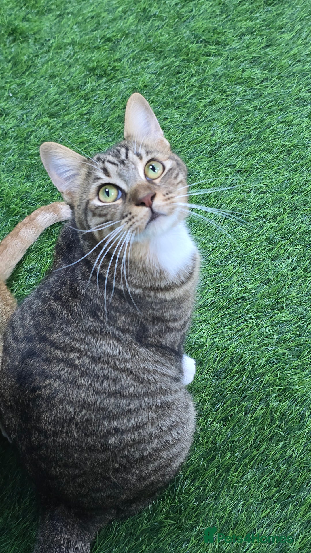 Mixed Breed cats for adoption: [Indoors Only] Lovely & affectionate Cuddlebugs - Image 3
