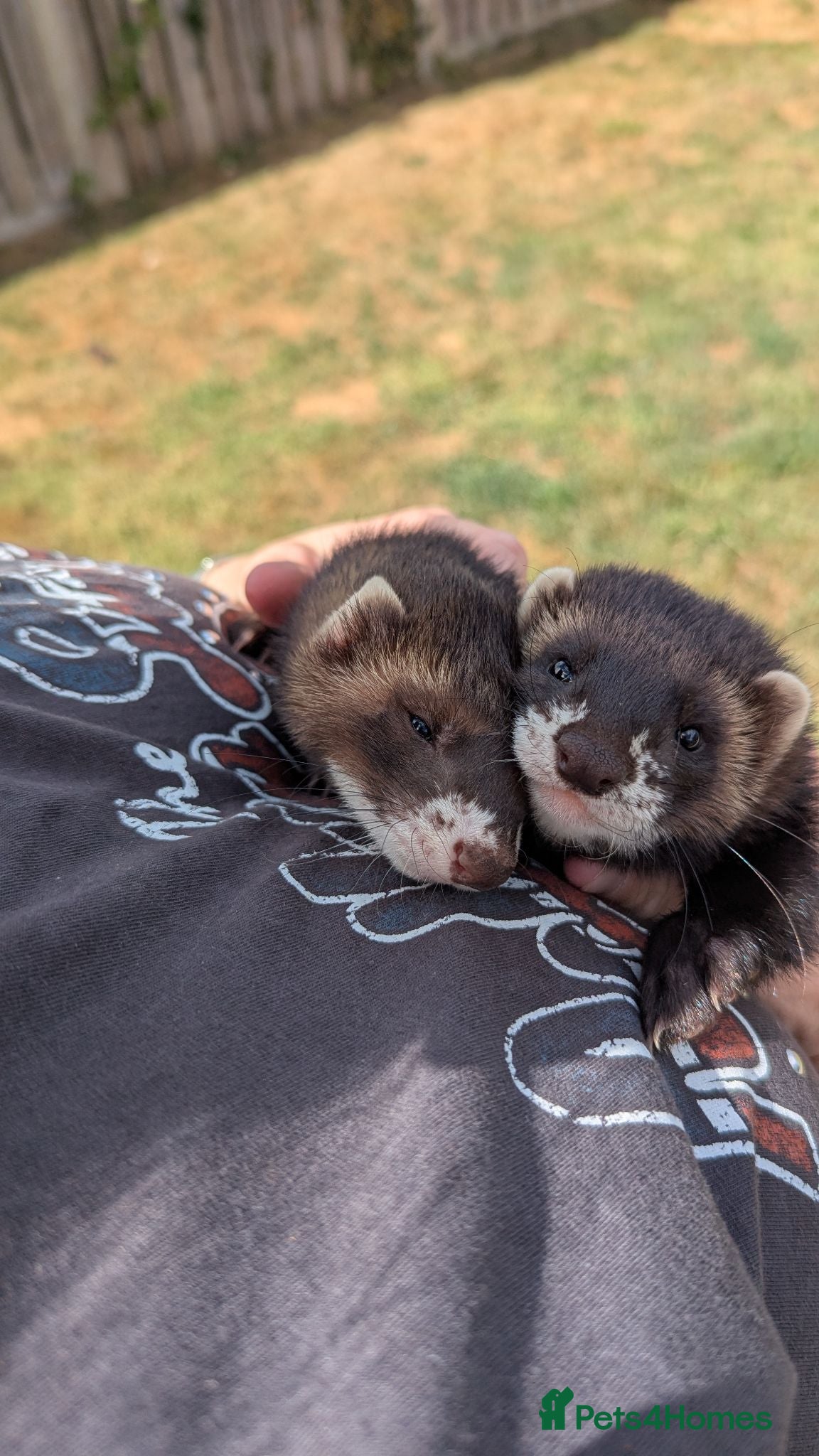 Ferret rodents Ferret hobs 10 weeks old - Advert 2