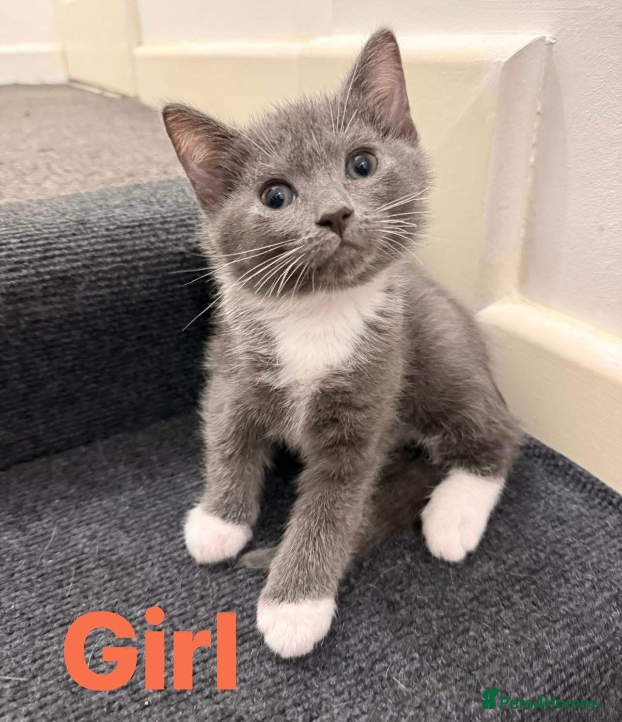 Ragdoll cats Adorable Ragdoll kittens ( mixt) for sale - Advert 16