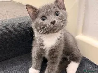 Ragdoll cats Adorable Ragdoll kittens ( mixt) for sale - Advert 16