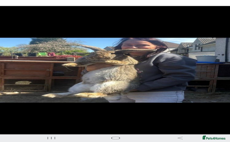 Continental Giant rabbits - Advert 5