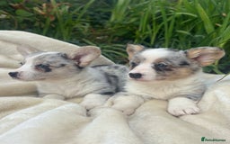 Welsh Corgi Cardigan dogs for sale: ⭐️Beautiful Cardiganshire Corgi Pups⭐️*1 LEFT* - Image 19