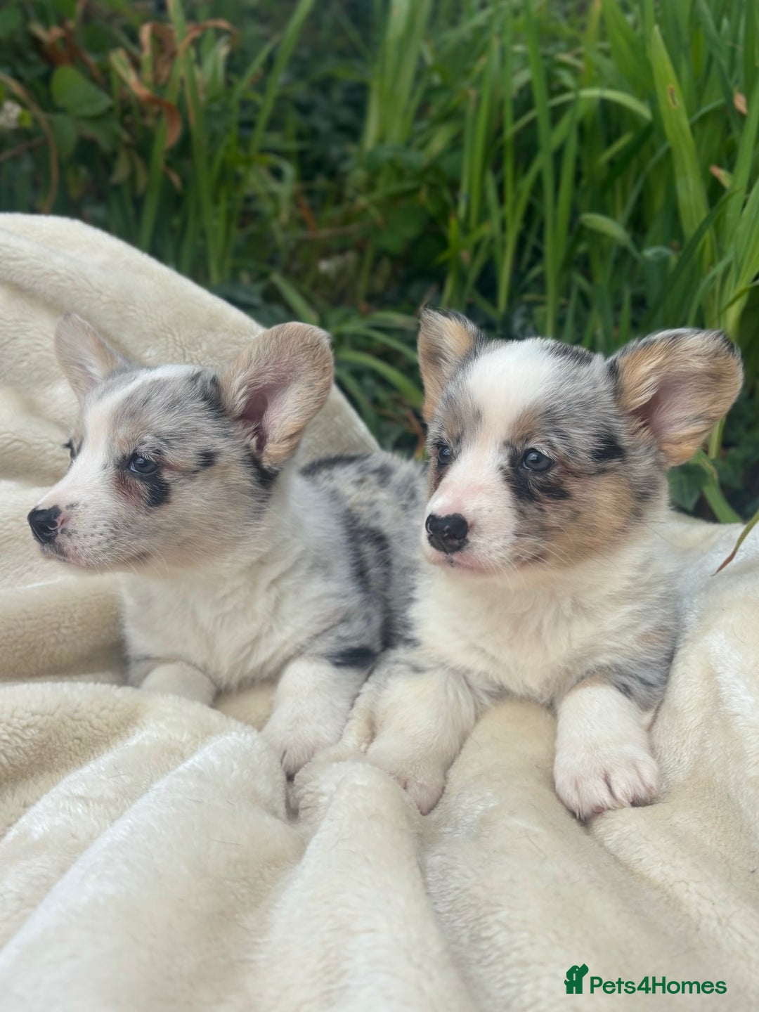 Welsh Corgi Cardigan dogs for sale: ⭐️Beautiful Cardiganshire Corgi Pups⭐️*1 LEFT* - Image 19