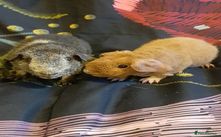 Guinea Pig rodents - Advert 9